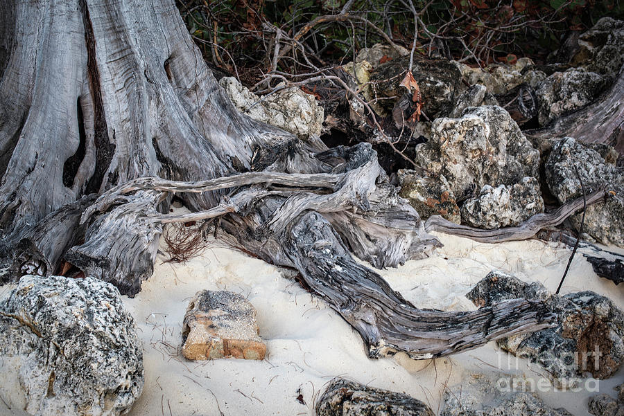 Weathered Tree Trunks Photograph by Judy Wolinsky