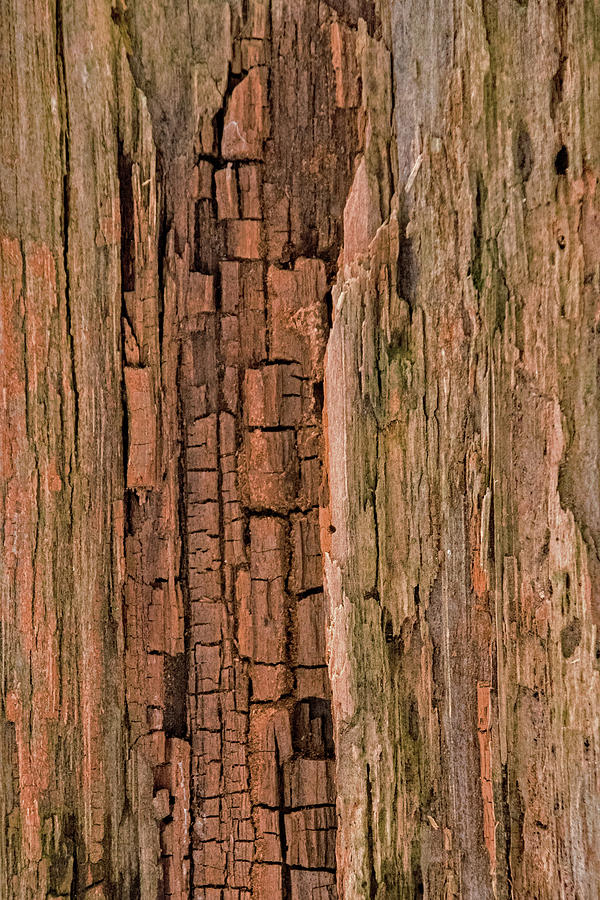 Nature Photograph - Weathered Wood by Ira Marcus