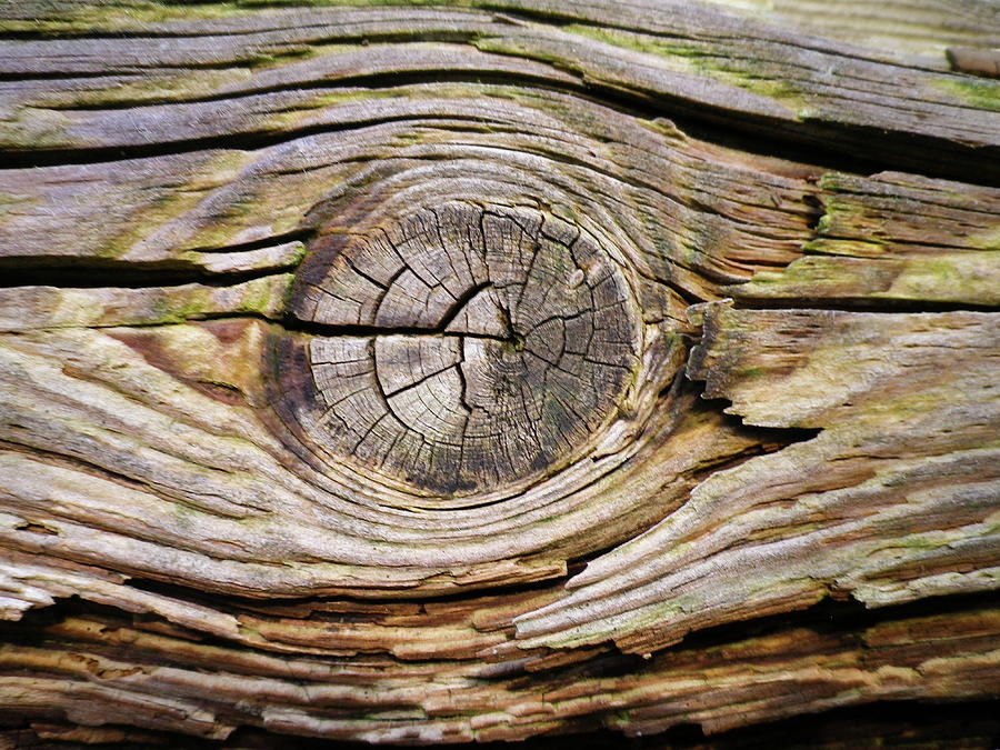Weathered Wood Knot Photograph