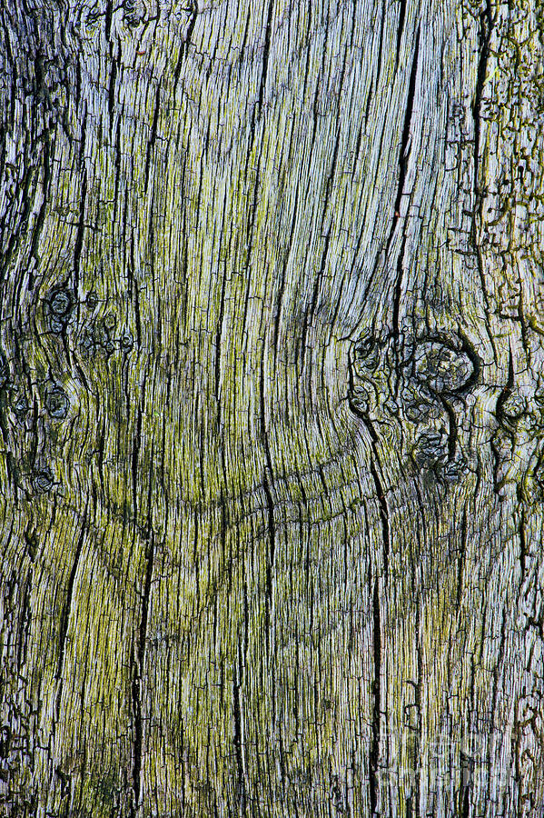 Weathered Wood  Photograph by Tim Gainey