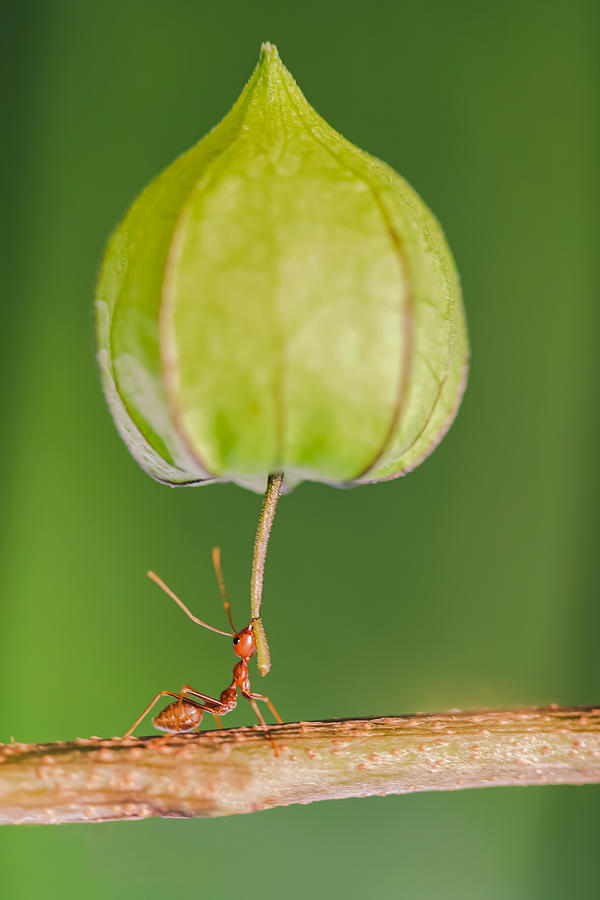 Weaver Ant Leg Strength Photograph by Parianto