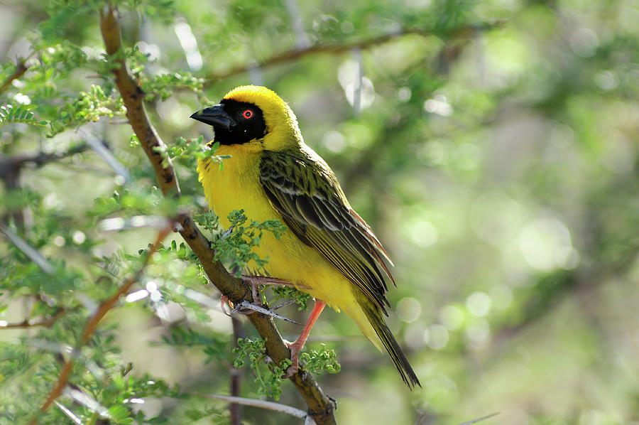 Weaver Bird, Karoo Np, South Africa Digital Art by Heeb Photos
