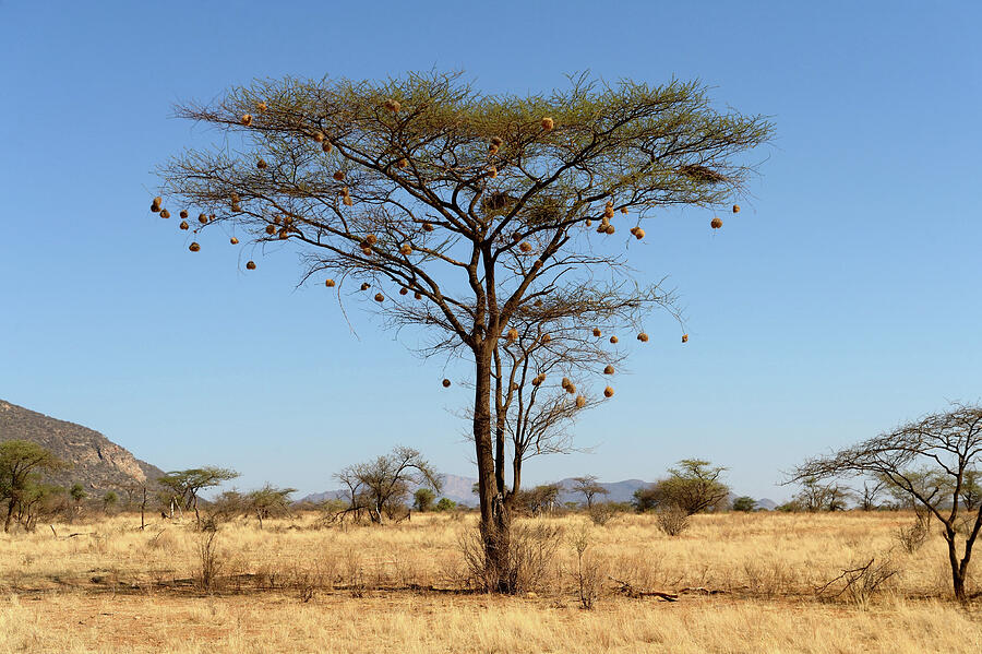 Weaver Bird Nests In Umbrella Thorn Acacia Samburu National Photograph ...