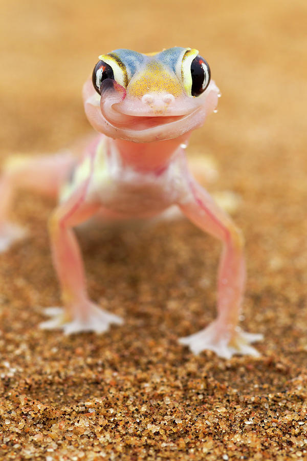 Web-footed Gecko Palmatogecko Rangei Photograph by Nhpa