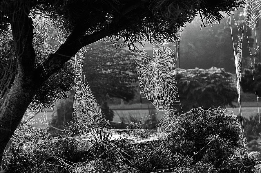 Black And White Photograph - Web by Henk Van Maastricht