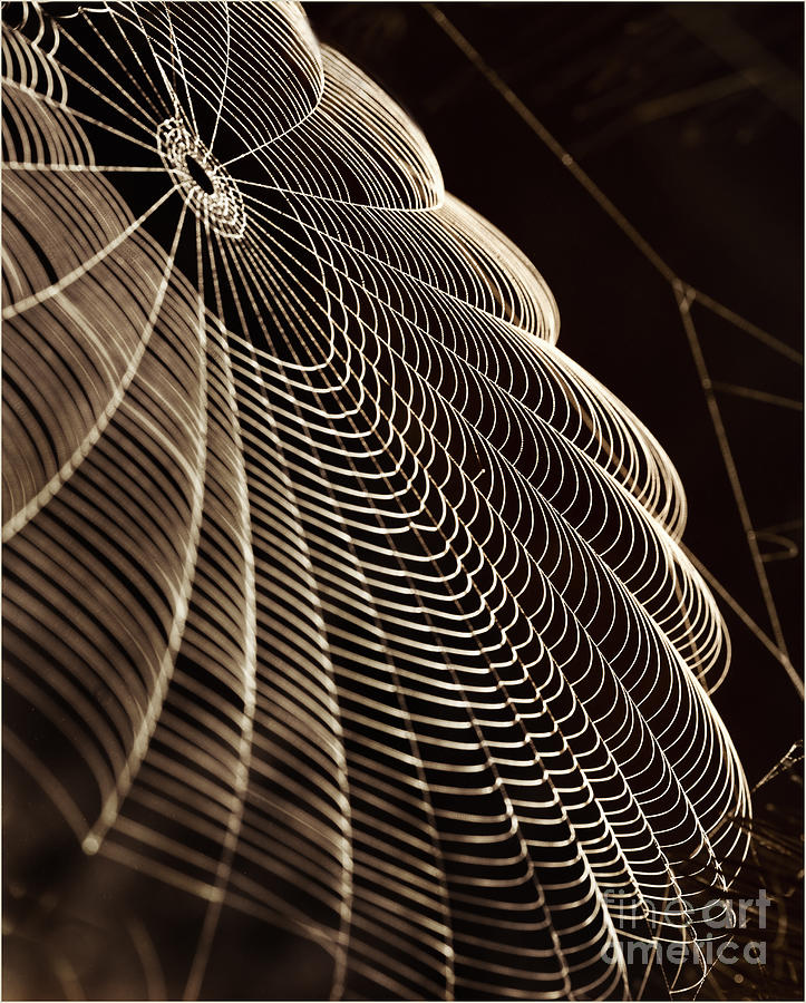Drop Photograph - Web In Dew Drops On Dark Background by Milena Drop Photograph - Web In Dew Drops On Dark Background by Milena