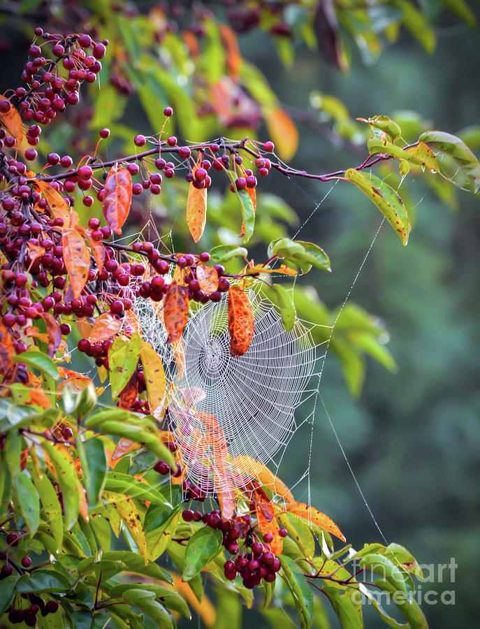 Web In The Berries Photograph by Kerri Farley