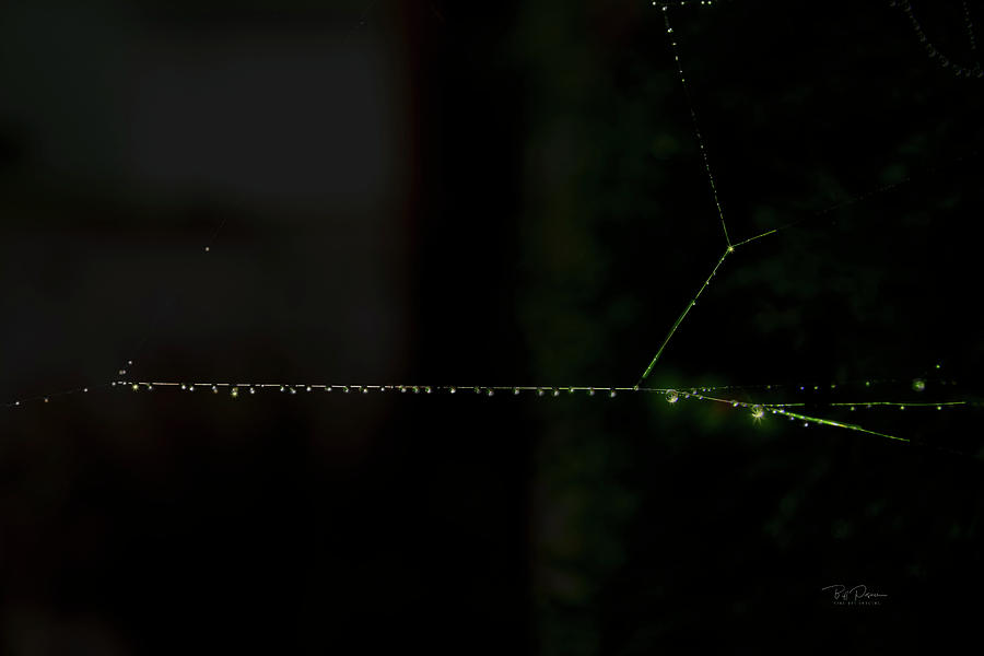 Web Lights Photograph by Bill Posner
