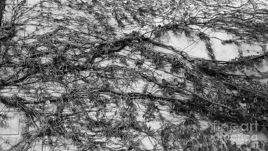 Web of Vines by Jeni Gray Web of Vines by Jeni Gray