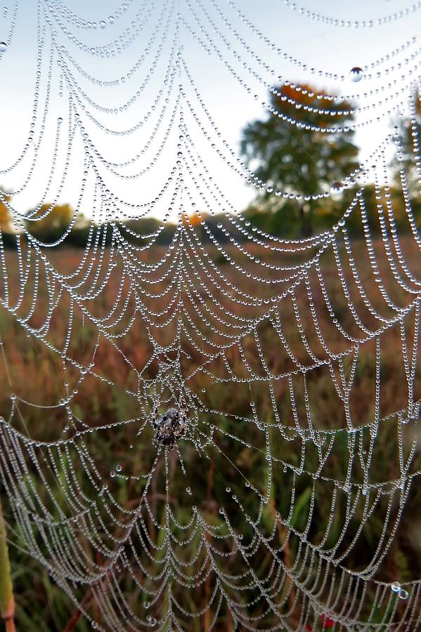 Web On A Prairie Morning by Carolyn Fletcher Web On A Prairie Morning by Carolyn Fletcher