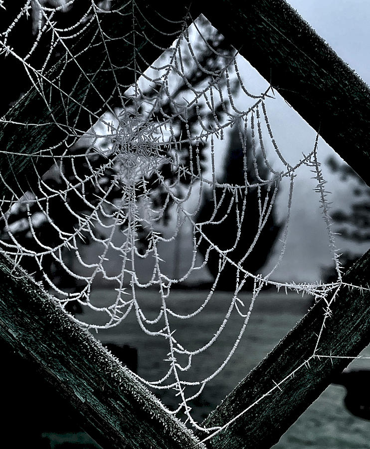 Abstract Photograph - Web With A View by Debbie Smith