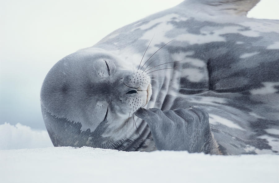 Weddell Seal Leptonychotes Weddellii Photograph by Eastcott Momatiuk