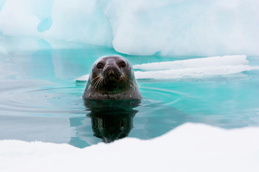 Weddell Seal Looking Up Out Of The Photograph by Mint Images/ Art Wolfe