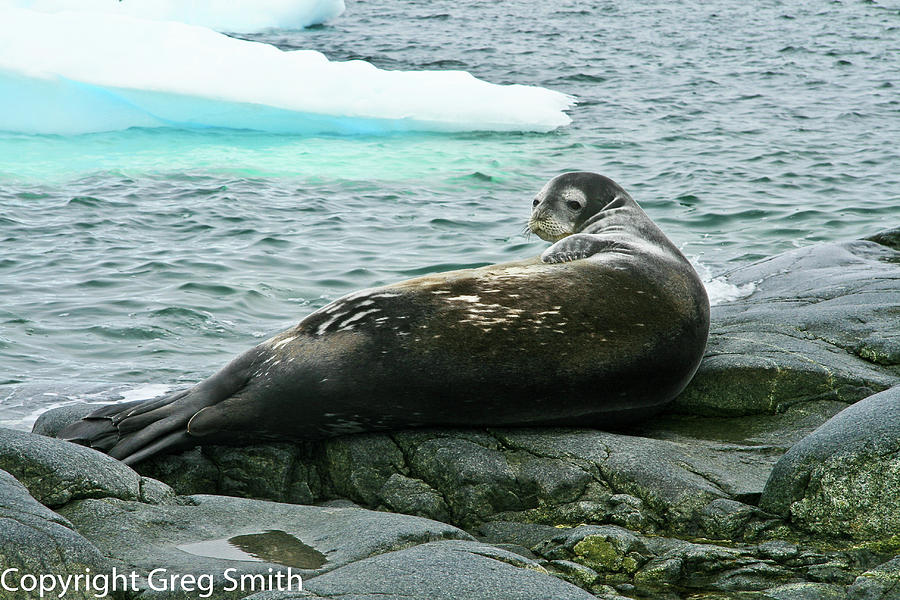 Weddell seal Prospect Point Antarctica Photograph by Greg Smith