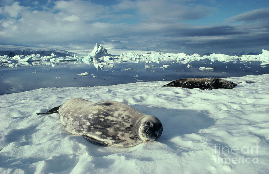 Weddell Seals Photograph By British Antarctic Survey/science Photo ...