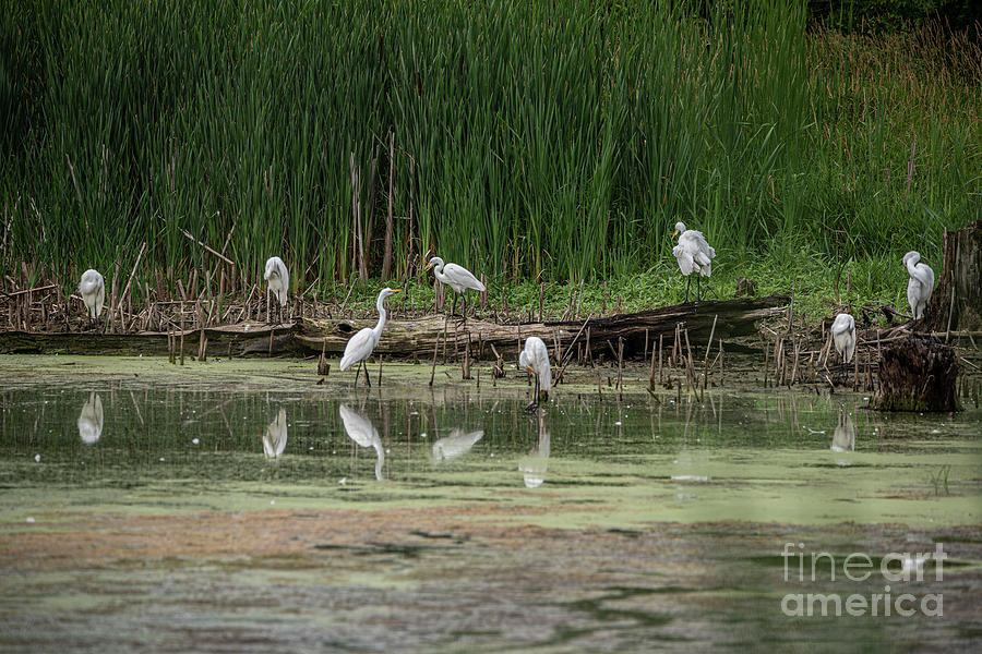 Wedge of Egrets Photograph by David Bearden