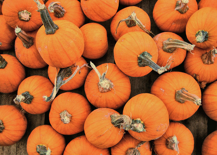 Fall Photograph - Wee Pumpkins by JAMART Photography