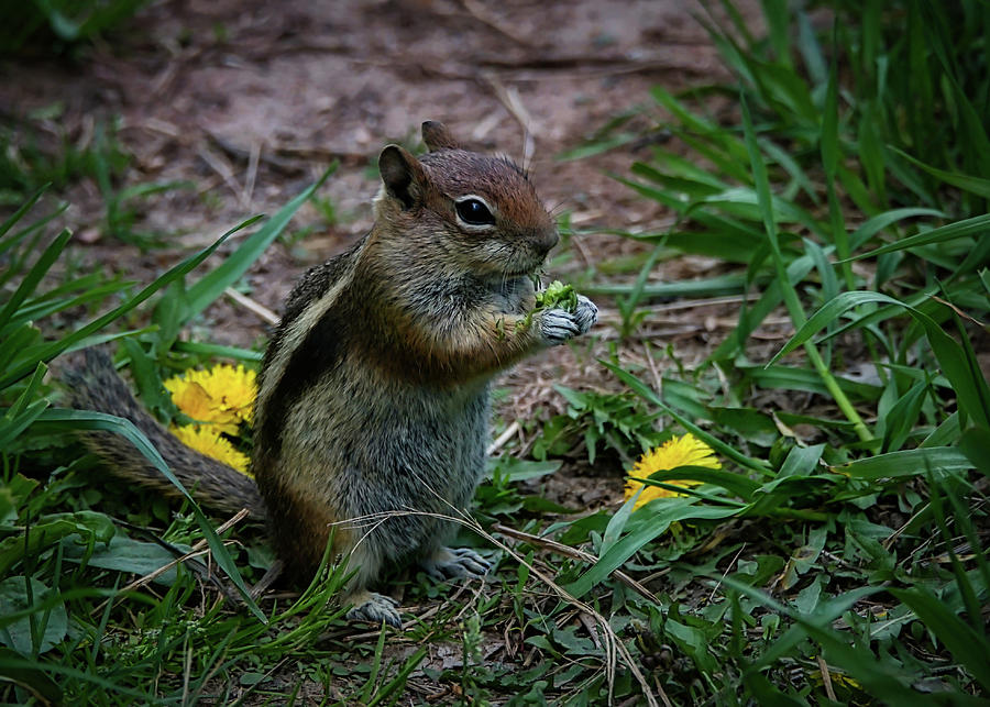 Chipmunk Photograph - Weed Eater by Ernest Echols