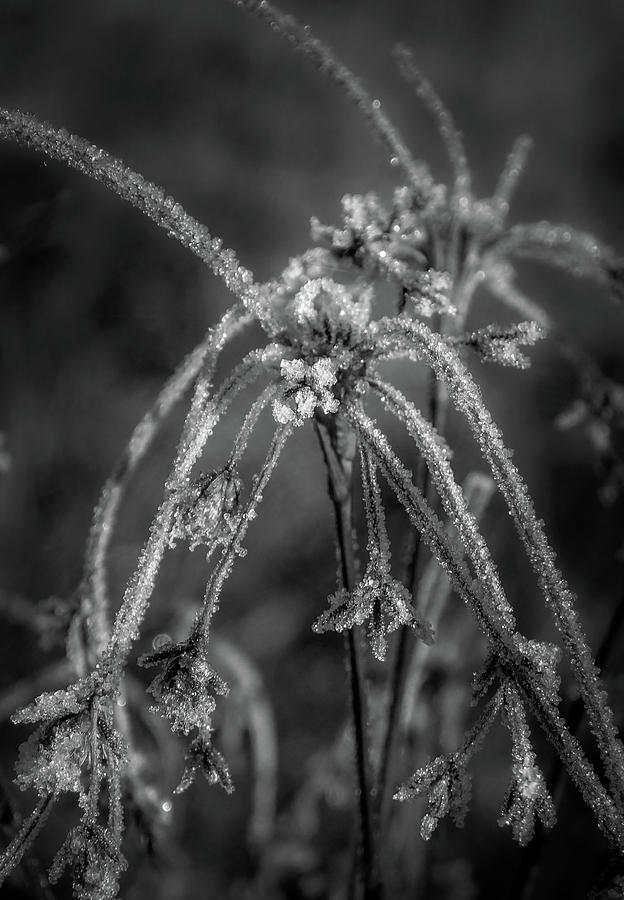 Weed With Frost In Black and White Photograph by Greg and Chrystal Mimbs