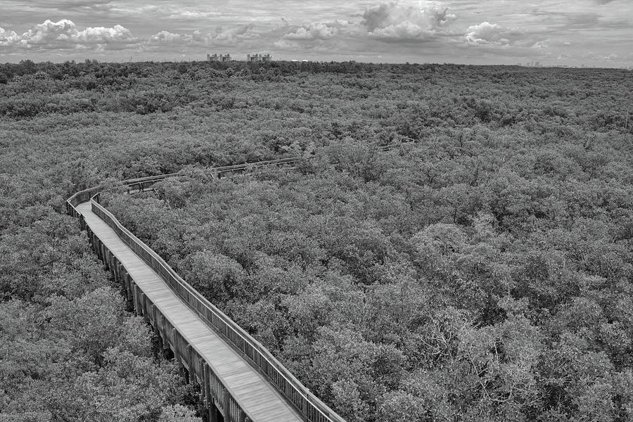Weeden Mangrove Boardwalk Photograph by Robert Wilder Jr