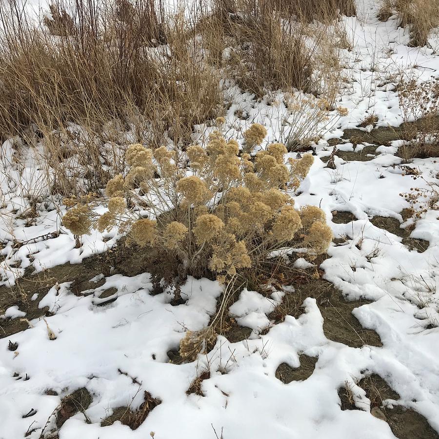 Weeds and melting snow Photograph by Wyoming Beautiful Fine Art America