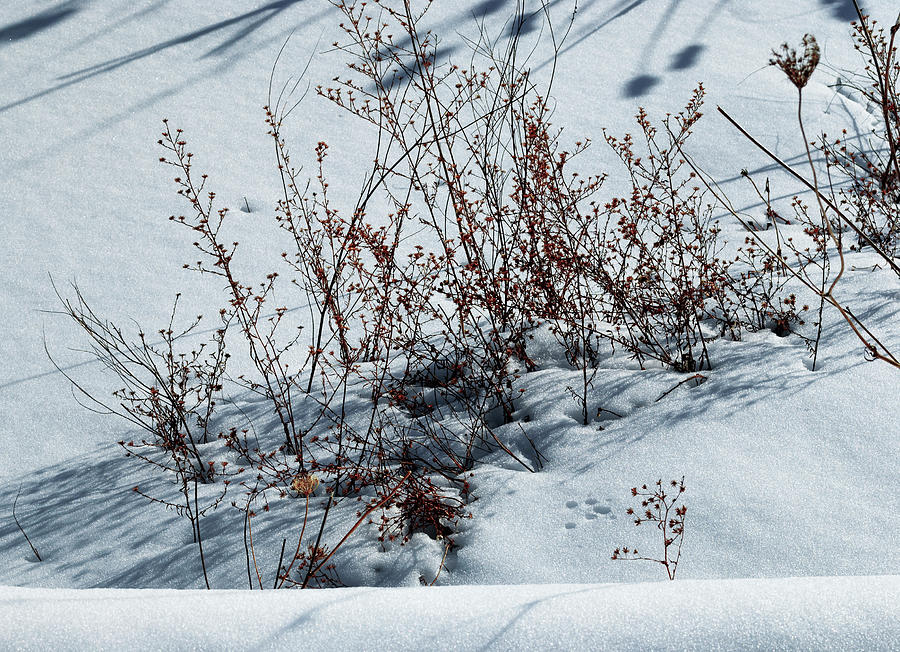Winter Photograph - Weeds Poking Through Snow by Anthony Paladino