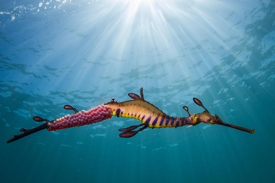 Weedy Seadragon In The Light Photograph by Richard Wylie