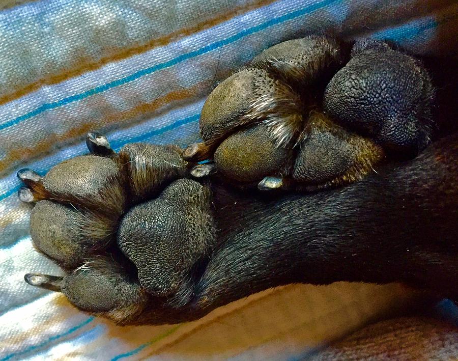 Weenie Feet Photograph by Richard Dennis