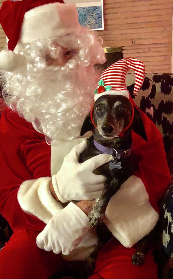 Weenie is not so sure about Santa Photograph by Richard Dennis