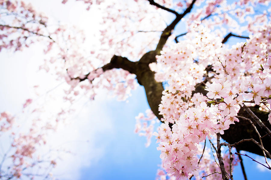 Weeping Cherry Blossom Photograph by Marser