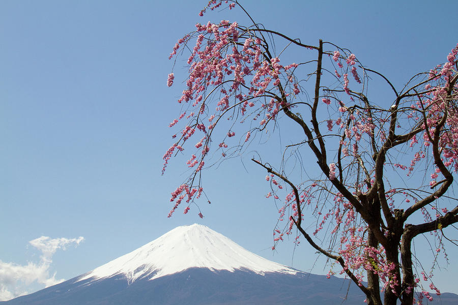Weeping Cherry Blossoms And Mount Fuji Photograph by Daisuke Morita