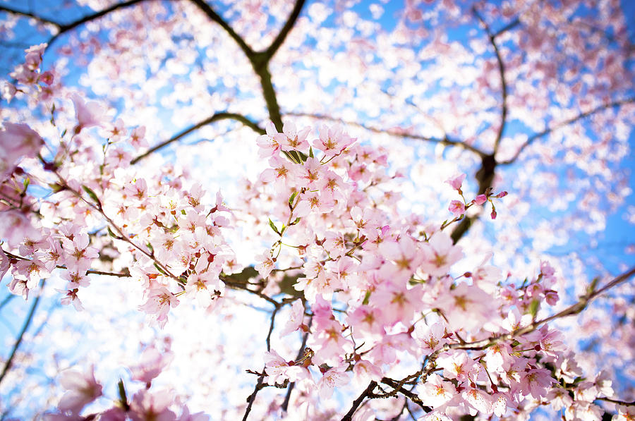 Weeping Cherry Blossoms In Full Bloom Photograph by Marser