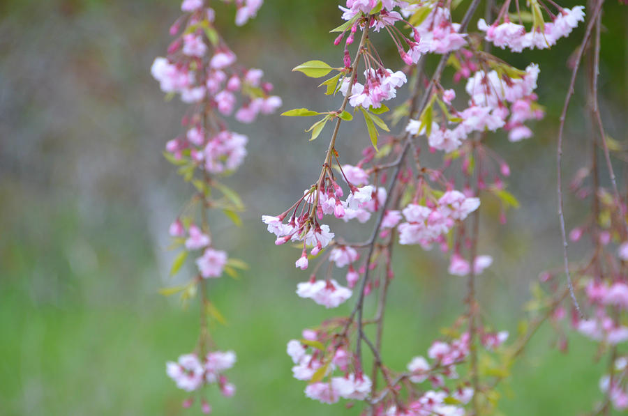 Weeping Cherry Blossoms by SimplyCMB Weeping Cherry Blossoms by SimplyCMB