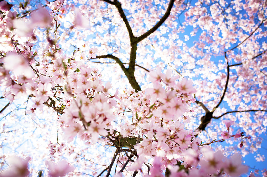Weeping Cherrysakura Blossoms Photograph by Marser