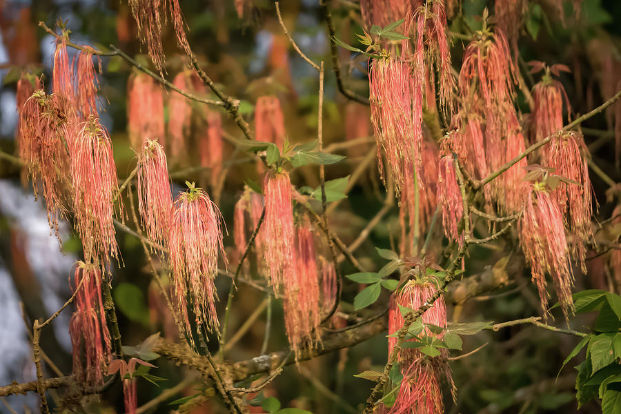 Weeping flowers Photograph by Silvia Marcoschamer