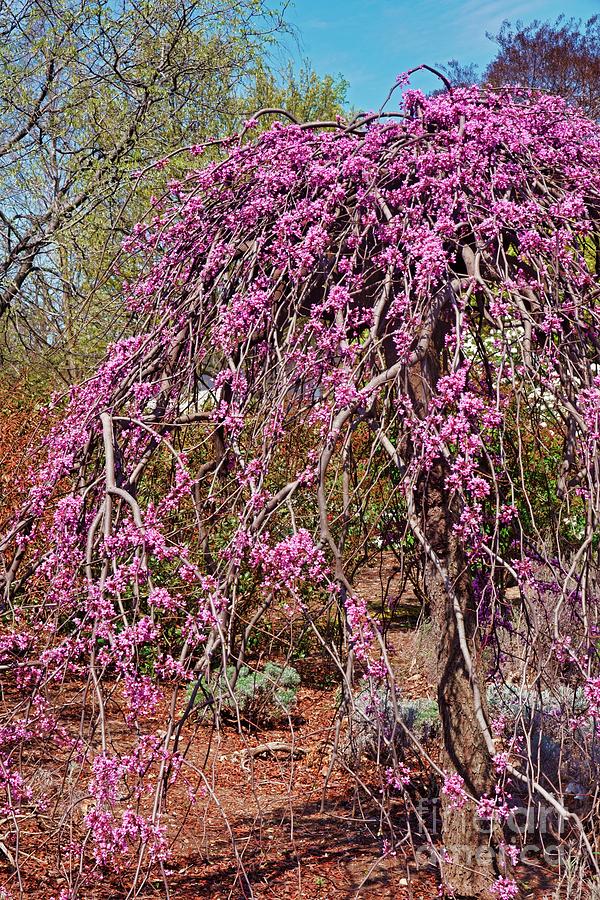 Weeping Redbud Cercis Canadensis Lavender Twist Blossom Photograph