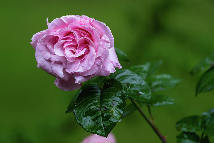 Weeping Rose Photograph by SG Atkinson - Fine Art America