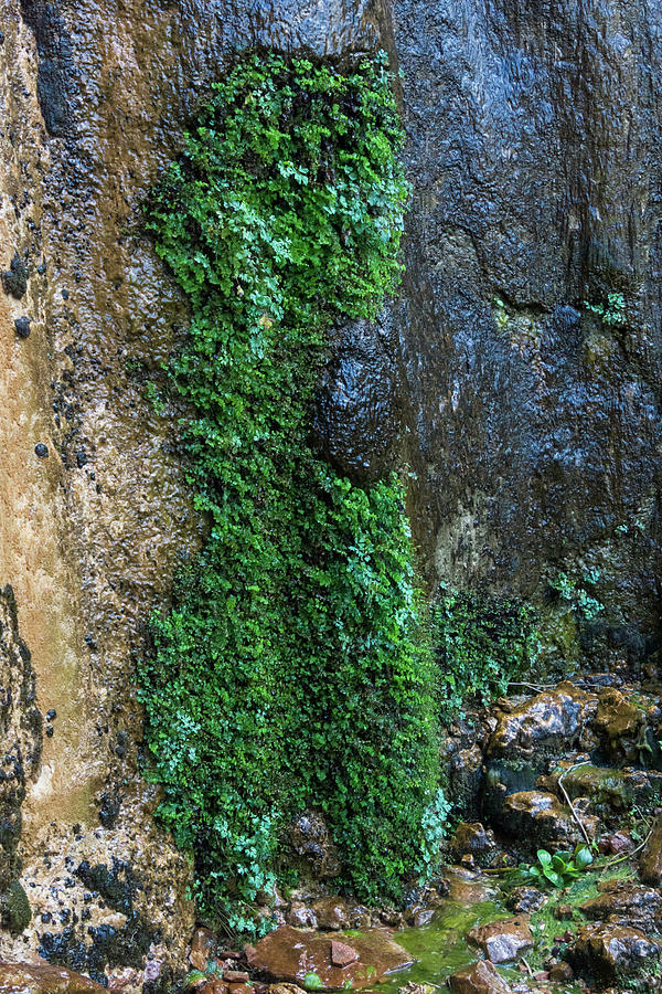 Weeping Rock Topiary Photograph by Debra Martz