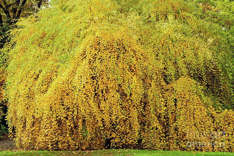 Weeping Tree Photograph