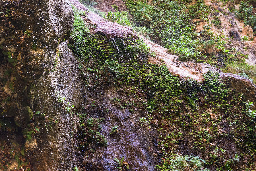 Weeping Wall - Zion Photograph by Debra Martz