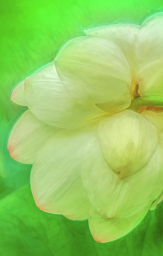 Weeping White Lotus Photograph by Kevin Lane