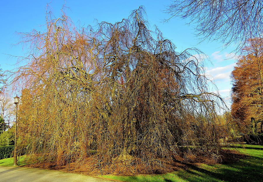 Weeping Willow at Longwood Gardens Daytime View Photograph by Linda Stern