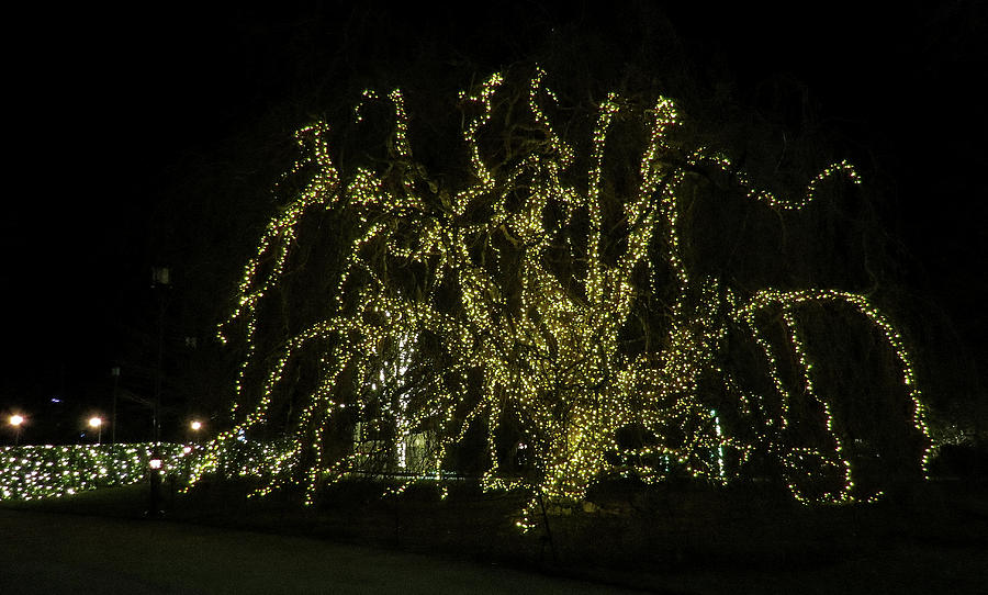 Weeping Willow at Longwood Gardens Night View Photograph by Linda Stern