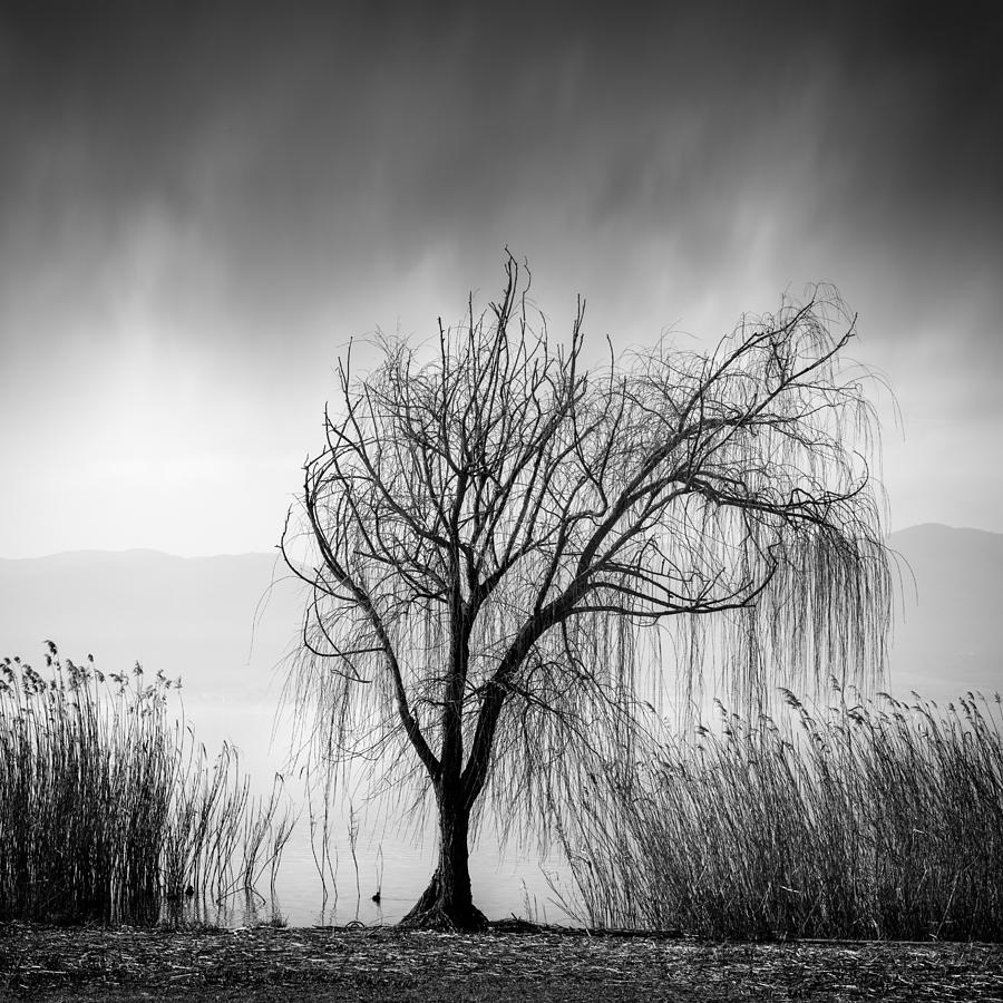 Weeping Willow Photograph by George Digalakis