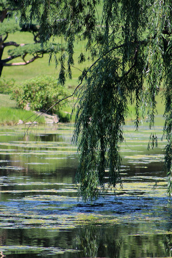 Weeping Willow over Pond in Chicago Botanical Gardens Photograph by Colleen Cornelius