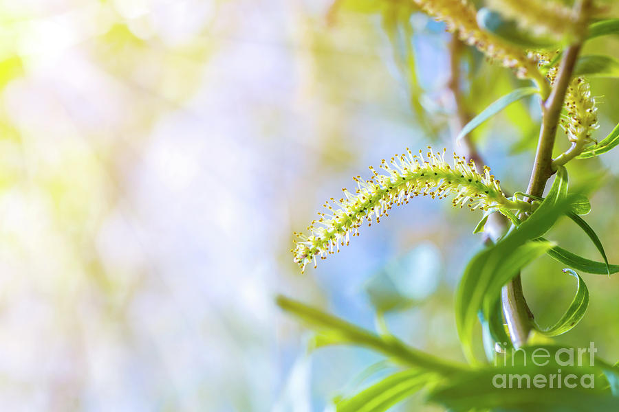 Weeping willow spring branch with green new leaf and pollen Photograph by Gregory DUBUS