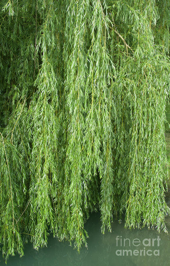 Nature Photograph - Weeping Willow Tree by Ann Horn
