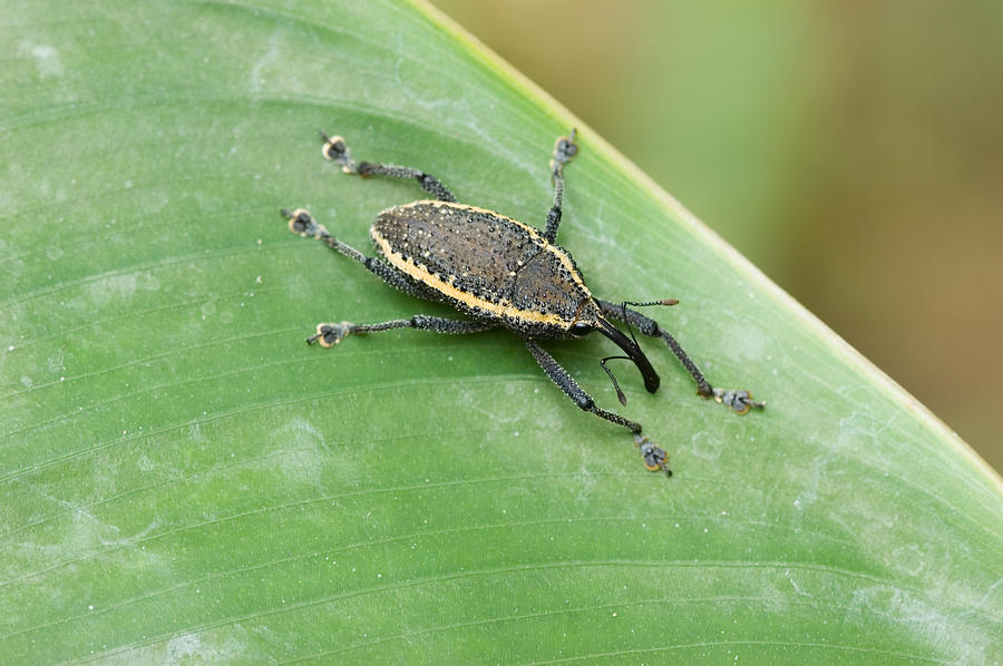 Weevil, Peruvian Amazon Photograph by Michael Lustbader