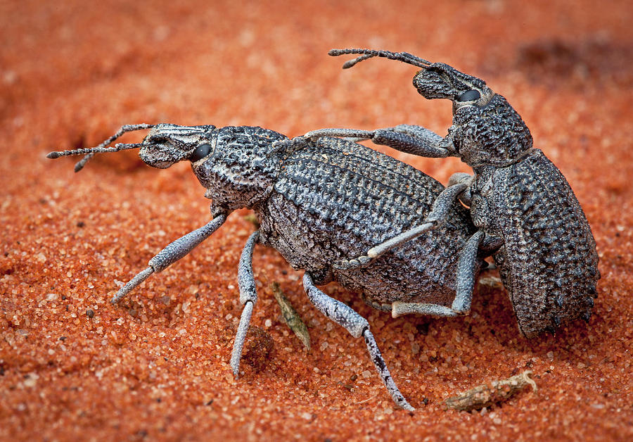 Weevils Mating Fam. Curculionidae Photograph by Nhpa