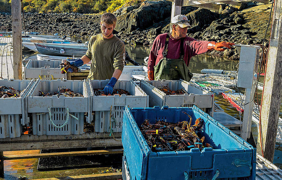 Weighing in the Lobster Catch Photograph by Marty Saccone
